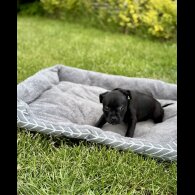 Staffordshire Bull Terrier - Both