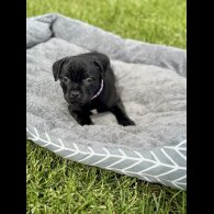 Staffordshire Bull Terrier - Both