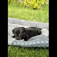 Staffordshire Bull Terrier - Both