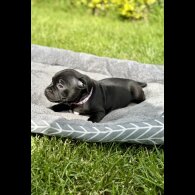 Staffordshire Bull Terrier - Both