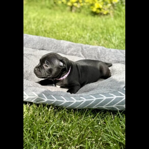 Staffordshire Bull Terrier - Both