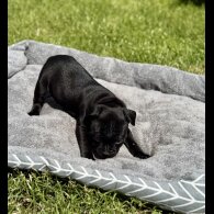 Staffordshire Bull Terrier - Both