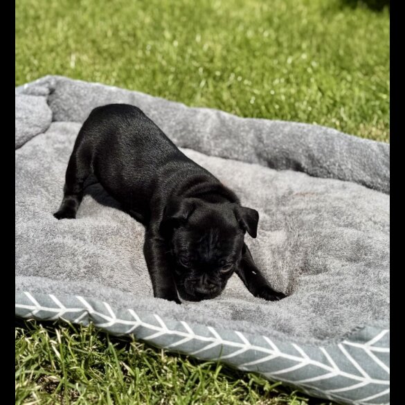 Staffordshire Bull Terrier - Both