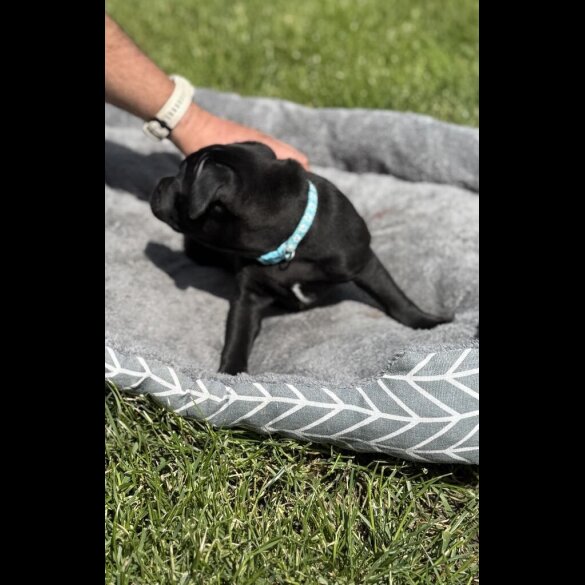 Staffordshire Bull Terrier - Both
