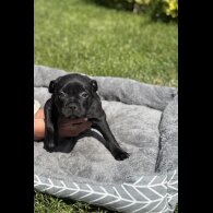 Staffordshire Bull Terrier - Both