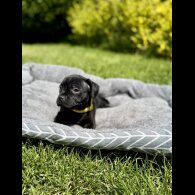 Staffordshire Bull Terrier - Both