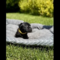 Staffordshire Bull Terrier - Both