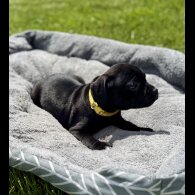 Staffordshire Bull Terrier - Both