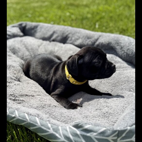 Staffordshire Bull Terrier - Both