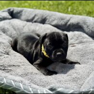 Staffordshire Bull Terrier - Both