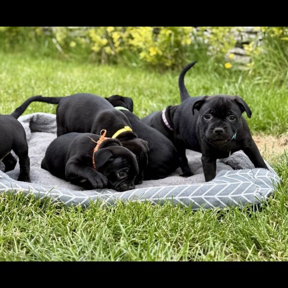 Staffordshire Bull Terrier - Both