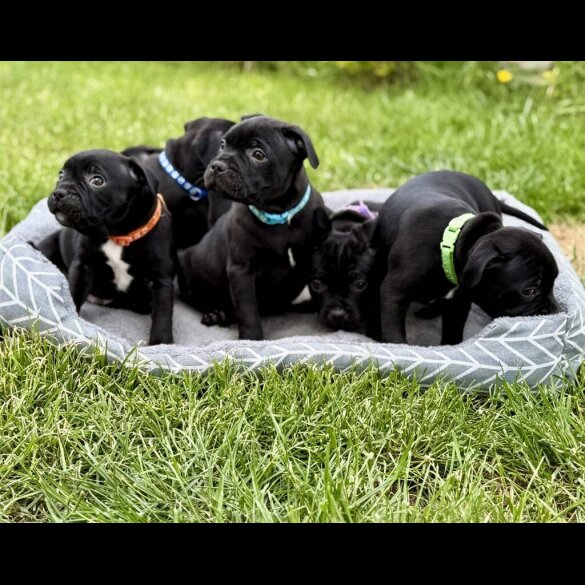 Staffordshire Bull Terrier - Both