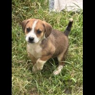 Staffordshire Bull Terrier - Both