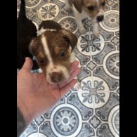 Staffordshire Bull Terrier - Both