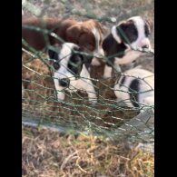 Staffordshire Bull Terrier - Both