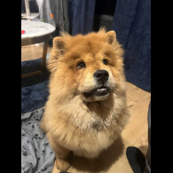 Chow Chow