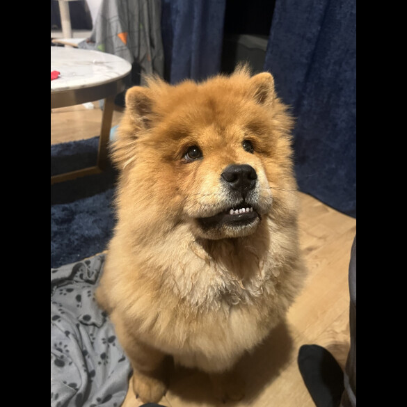 Chow Chow