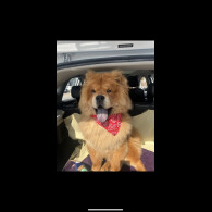 Chow Chow