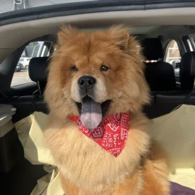 Chow Chow
