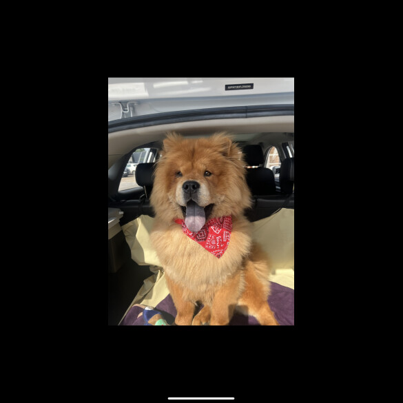 Chow Chow