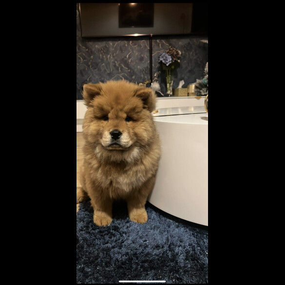 Chow Chow