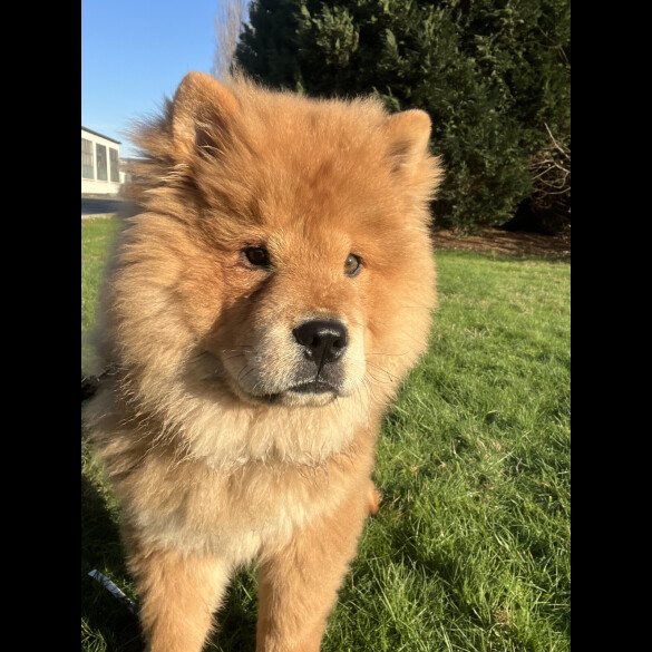 Chow Chow