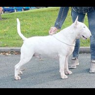 Bull Terrier - Both