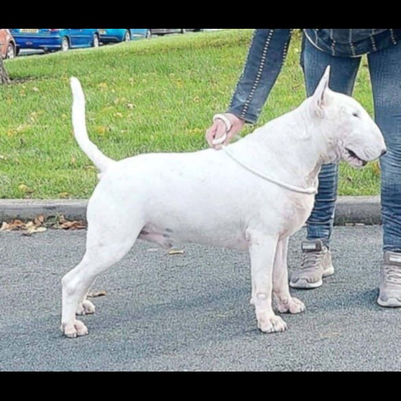 Bull Terrier - Both