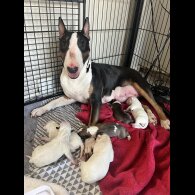 Bull Terrier - Both