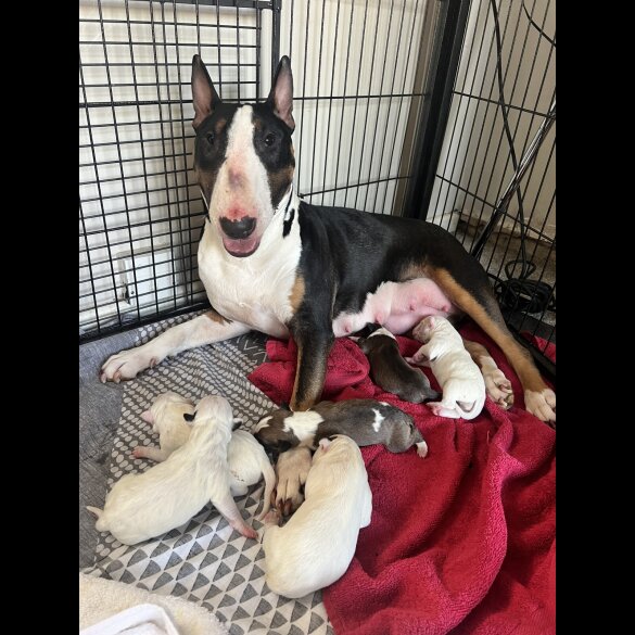 Bull Terrier - Both