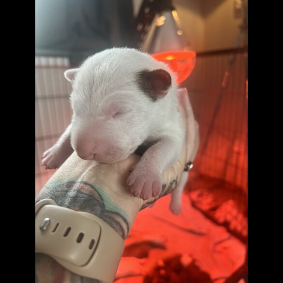 Bull Terrier - Both