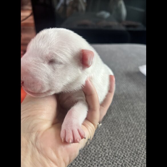 Bull Terrier - Both