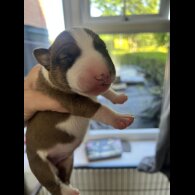 Bull Terrier - Both