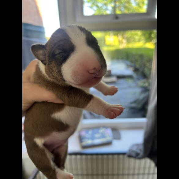 Bull Terrier - Both