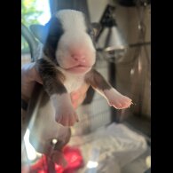 Bull Terrier - Both