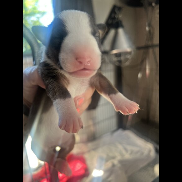 Bull Terrier - Both