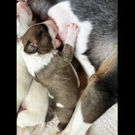 Bull Terrier - Both
