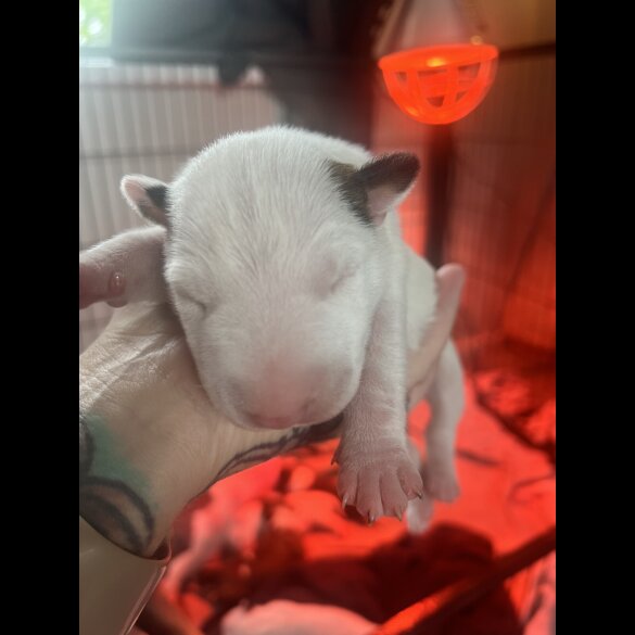 Bull Terrier - Both