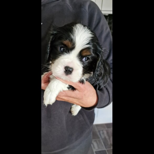 Cavalier King Charles Spaniel - Both