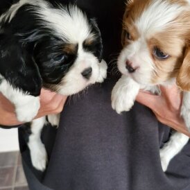 Cavalier King Charles Spaniel - Both