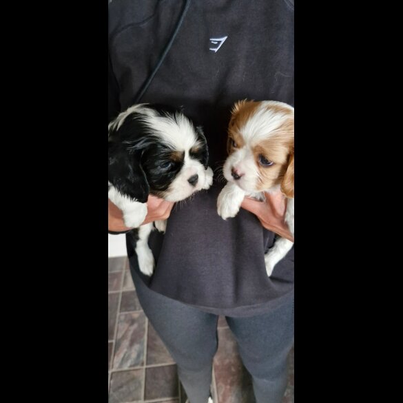 Cavalier King Charles Spaniel - Both
