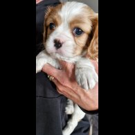 Cavalier King Charles Spaniel - Both