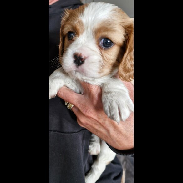 Cavalier King Charles Spaniel - Both