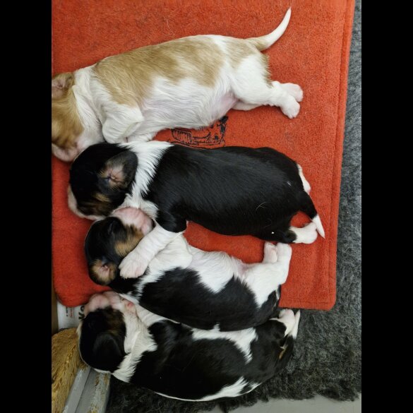 Cavalier King Charles Spaniel - Both