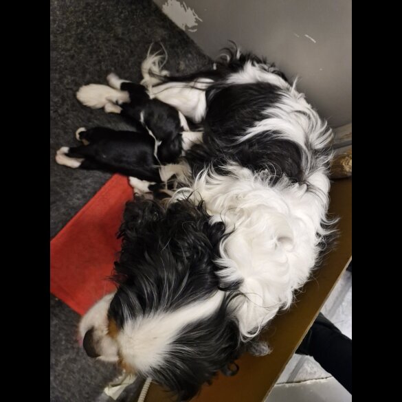 Cavalier King Charles Spaniel - Both