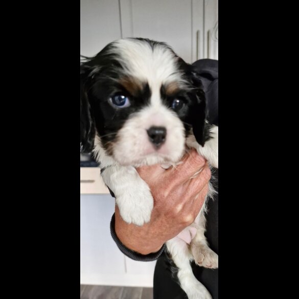 Cavalier King Charles Spaniel - Both