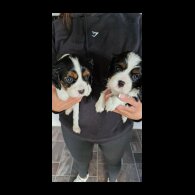 Cavalier King Charles Spaniel - Both