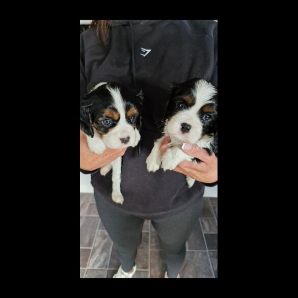 Cavalier King Charles Spaniel - Both