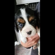 Cavalier King Charles Spaniel - Both