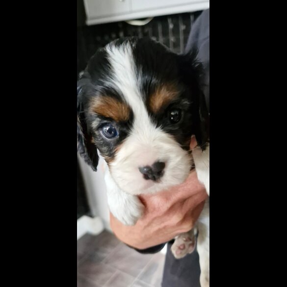 Cavalier King Charles Spaniel - Both